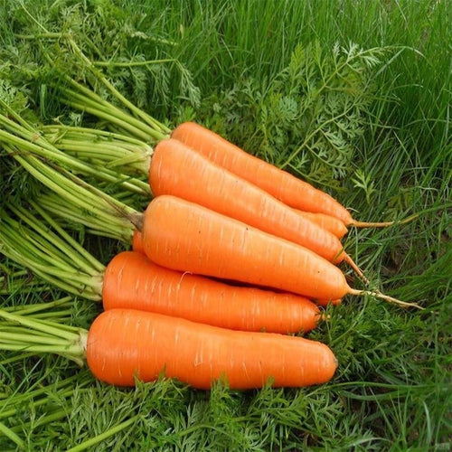 Carrot Seeds