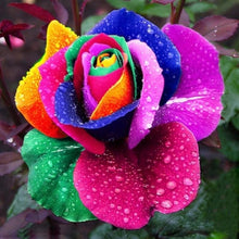 Load image into Gallery viewer, Rose Flower Seeds