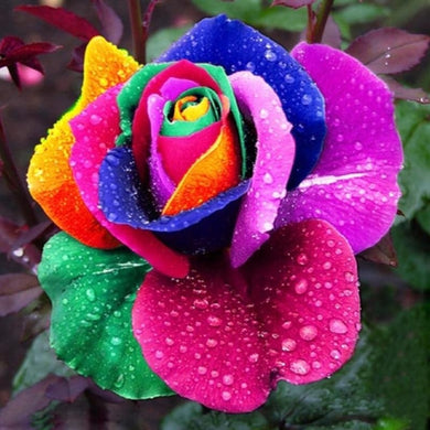Rose Flower Seeds