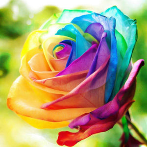 Rose Flower Seeds