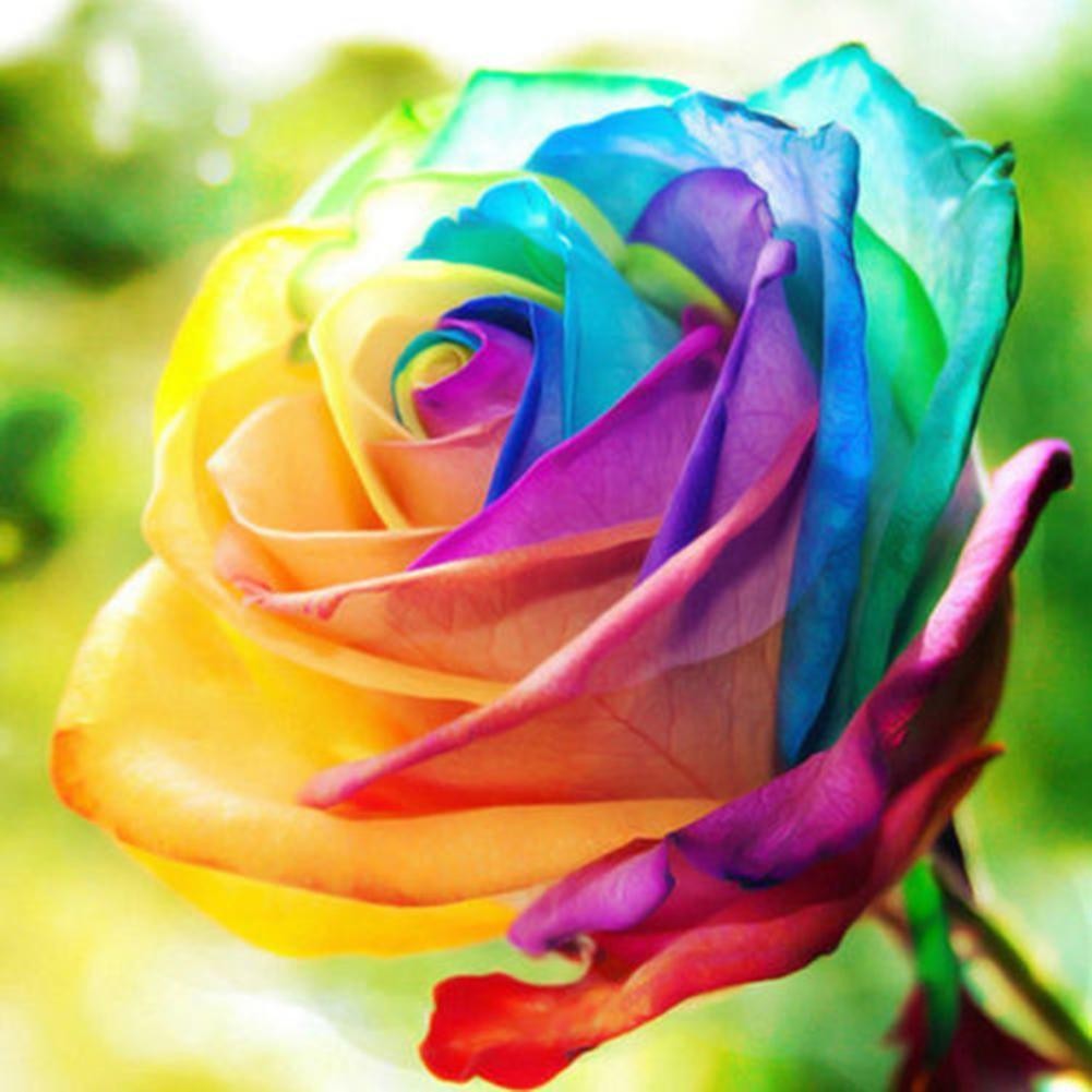Rose Flower Seeds