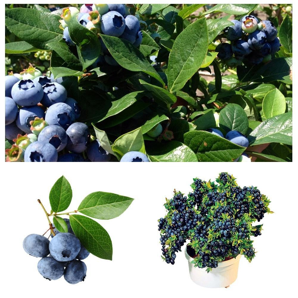 Dwarf Tree Fast