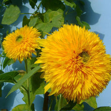 Load image into Gallery viewer, Beautiful Flower Seeds