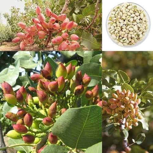 Pistachio Nut Seeds