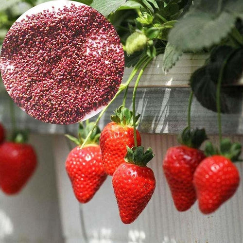 Strawberry Seeds