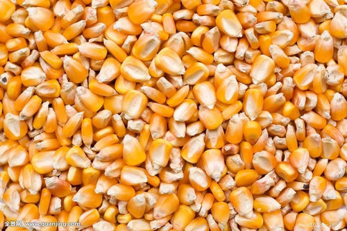 Corn Seeds