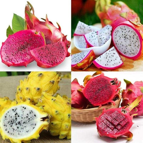 Mix Pitaya Dragon